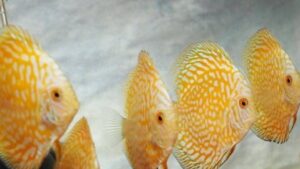 Red Spotted Golden Discus