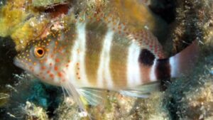 Red Spotted Hawkfish
