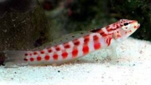 Red Spotted Sandperch