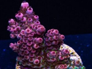 Red Stag Acropora