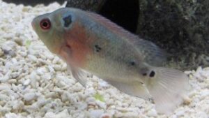 Red Star Flower Horn Cichlid
