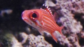 Red Stop Light Cardinalfish