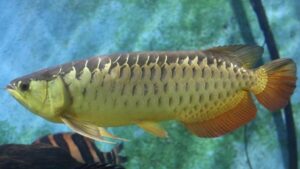 Red Tail Golden Arowana
