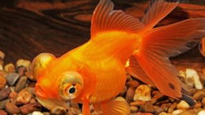 Red Telescope Goldfish