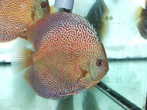 Red Tiger Anaconda Discus
