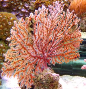 Red Finger Gorgonian