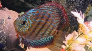 Red Turquoise Discus
