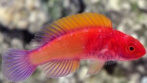 Red Velvet Fairy Wrasse