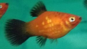 Red Wag Platy