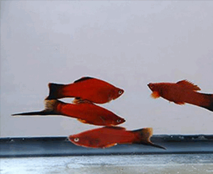 Red Wag Swordtail