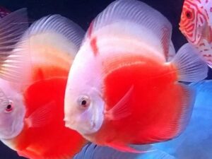 Red White Discus