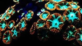 Red and Green Blasto