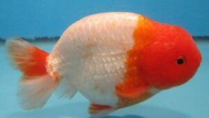 Red and White Ranchu Goldfish