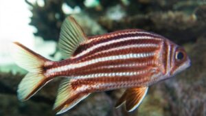 Redcoat Squirrelfish