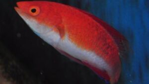 Redfin Fairy Wrasse