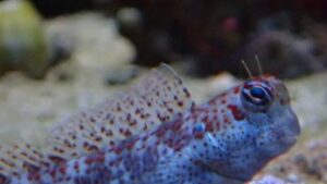 Redspotted Blenny