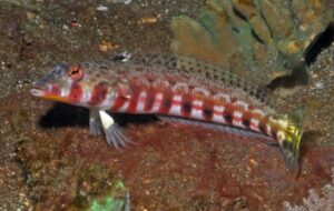 Sandhopper Blenny