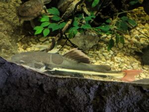 Redtail Catfish