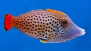 Redtail Filefish