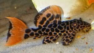 Redtail Leopard Pleco L114