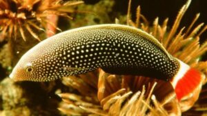 Redtail Tamarin Wrasse