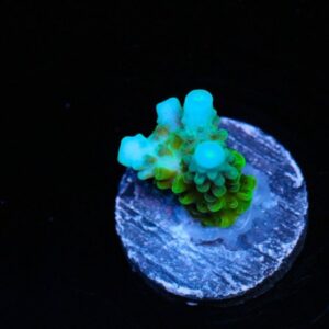 Blue Tip Green Slimer