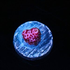 Pink Blast Mille Acropora