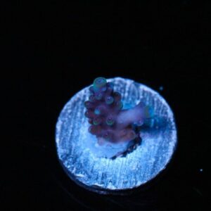 Purple Limeade Acropora