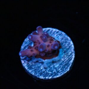 Purple Monster Acropora