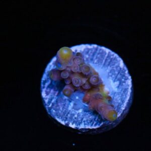 Radiant Horizon Acropora