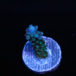 Tidalwave Stag Acropora