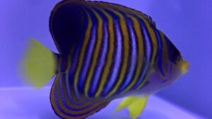 Regal Angelfish