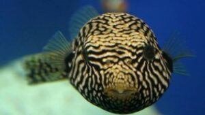 Reticulated Puffer