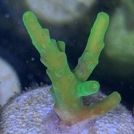 Retina Blaster Suharsoni Acropora