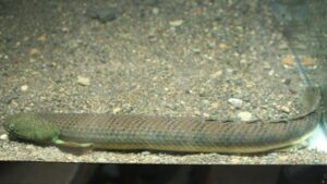 Retropinnis Bichir