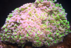 Reverse Toxic Hammer Euphyllia