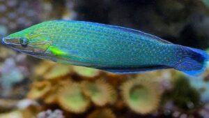 Richmonds Wrasse