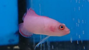 Ring Eyed Dottyback