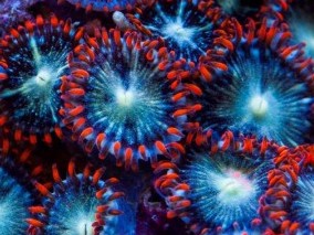 Ring of Fire Zoas