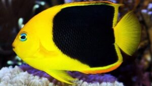 Rock Beauty Angelfish