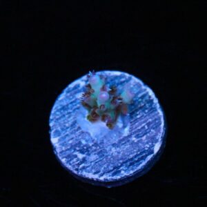 Psycho Berry Acropora