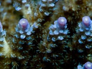 Roscoes Blue Acropora