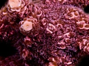 Rose Millepora Acropora