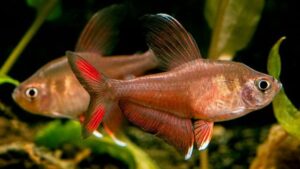 Rosy Tetra