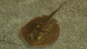 Round Stingray