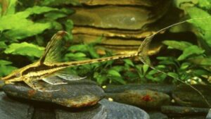Royal Farlowella Catfish