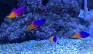 Royal Gramma Basslet