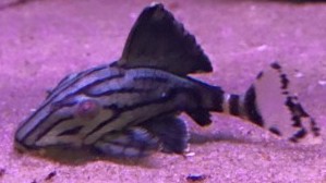 Royal Pleco L191