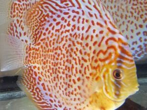Royal Red Discus