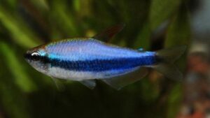 Royal Tetra